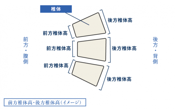 前方椎体高・後方椎体高