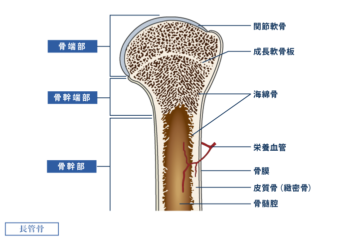 肩（長管骨）