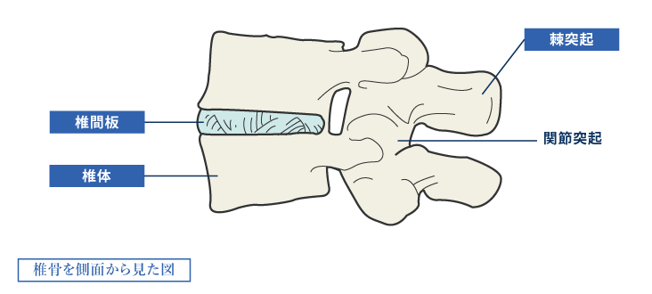 椎骨を側面から見た図