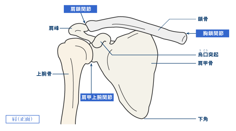 鎖 関節 肩