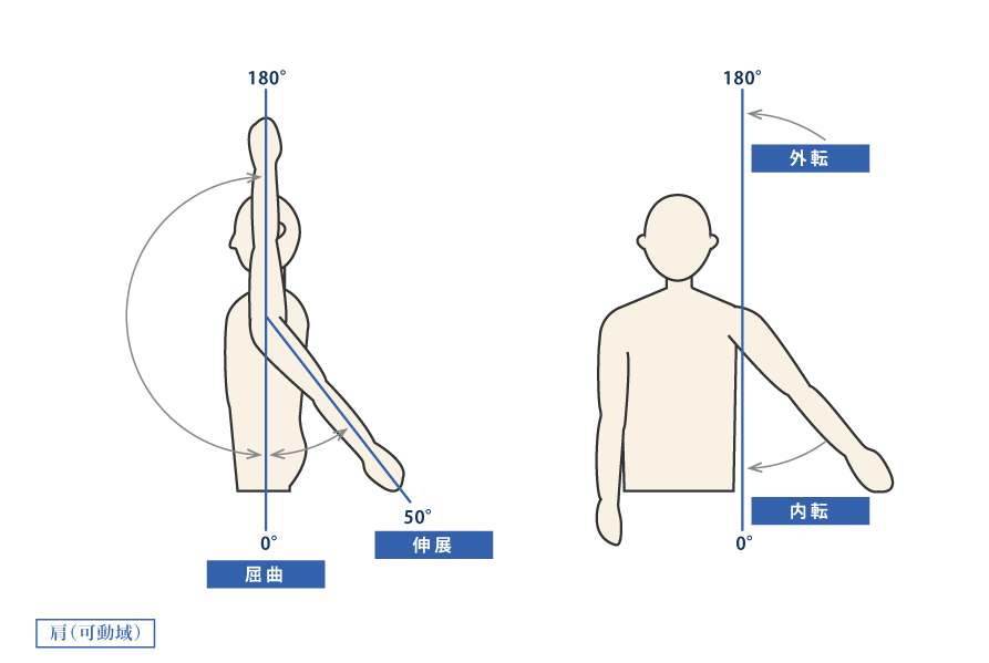 肩（可動域）