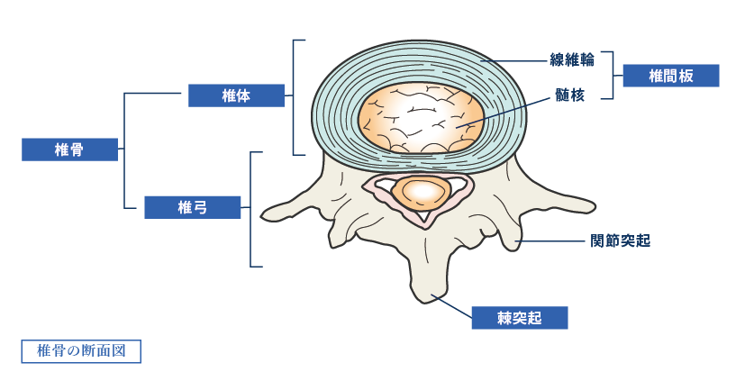 椎骨の断面図