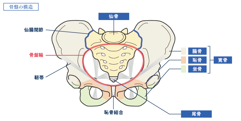 骨盤構造