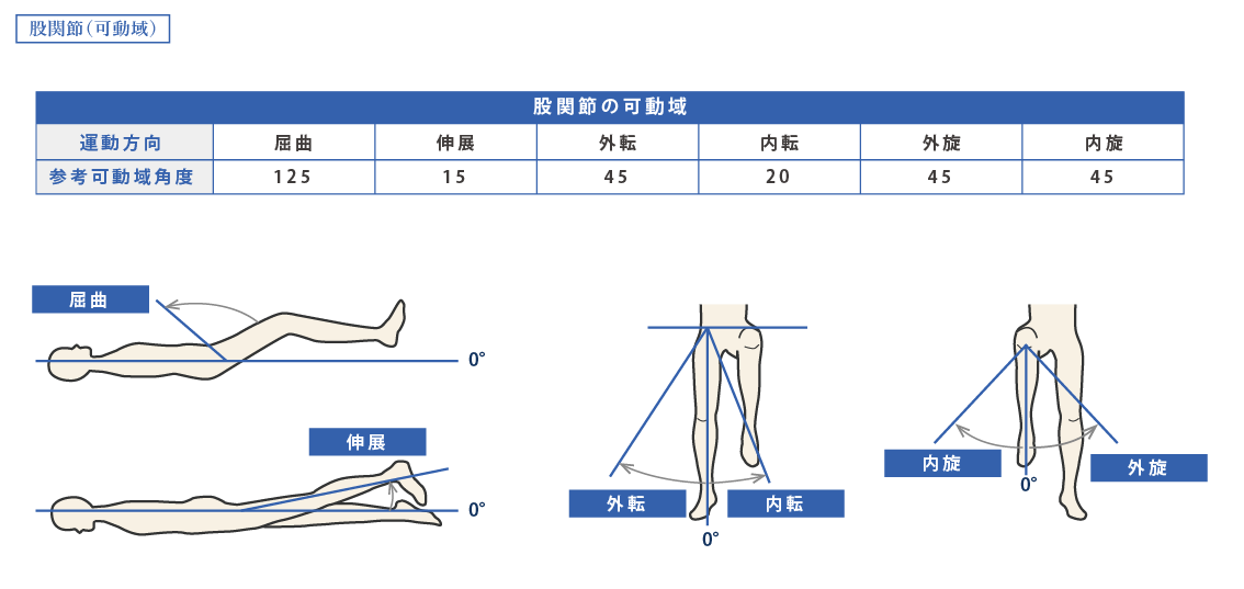 股関節（可動域）