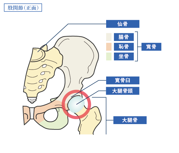 股関節（正面）