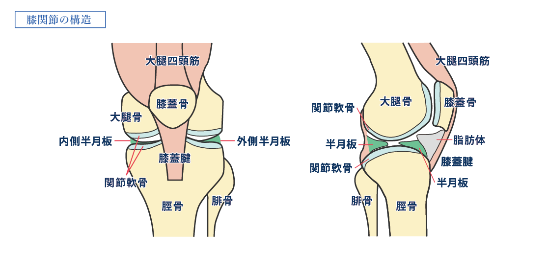 膝関節_膝関節の構造