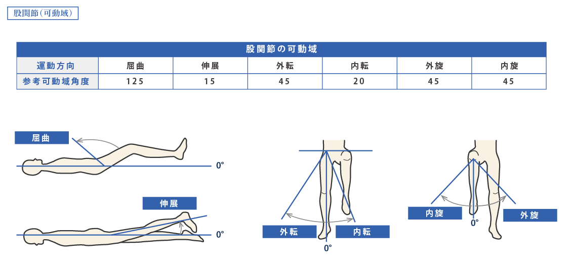 股関節（可動域）