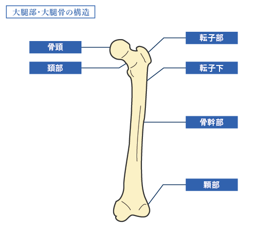 大腿部大腿骨の構造