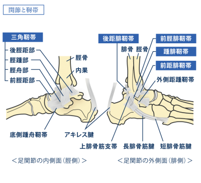 踵 腓 靭帯