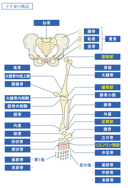 膝 | 部位別の後遺障害について | 新潟の弁護士による交通事故の無料相談 （弁護士法人一新総合法律事務所）